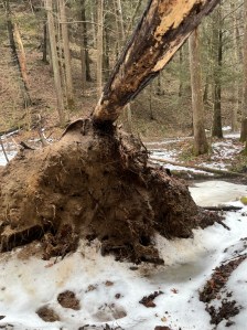 fell tree laying across a  frozen stream, red dirt lining creek bank 