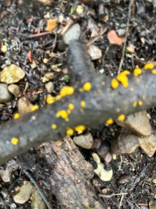 Orange colored small fungi dot a dead tree limb lying on the ground among dead leaves and forest foliage 