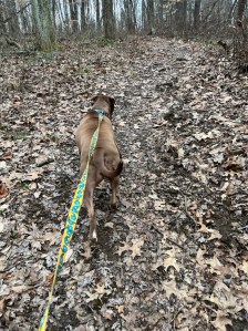 Luna the APBT, In a blue collar with a yellow and blue leash walks in the dead leaves on a trail through leafless trees in the winter woods. 