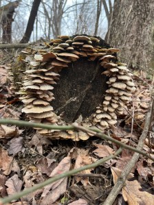 Turkey tail mushroom circle on the front of a downed and sliced tree. Dead leaves fill the rest of the image 