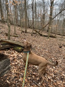 Luna the red furred APBT with blue collar and yellow and blue leash stands in the winter foliage of dead leaves surrounded by down or bare trees and moss overs rocks. 