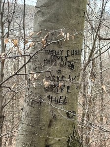 Initials, names, hearts, shapes, and other things carved into the bark of a tree centered with bare trees in the background.