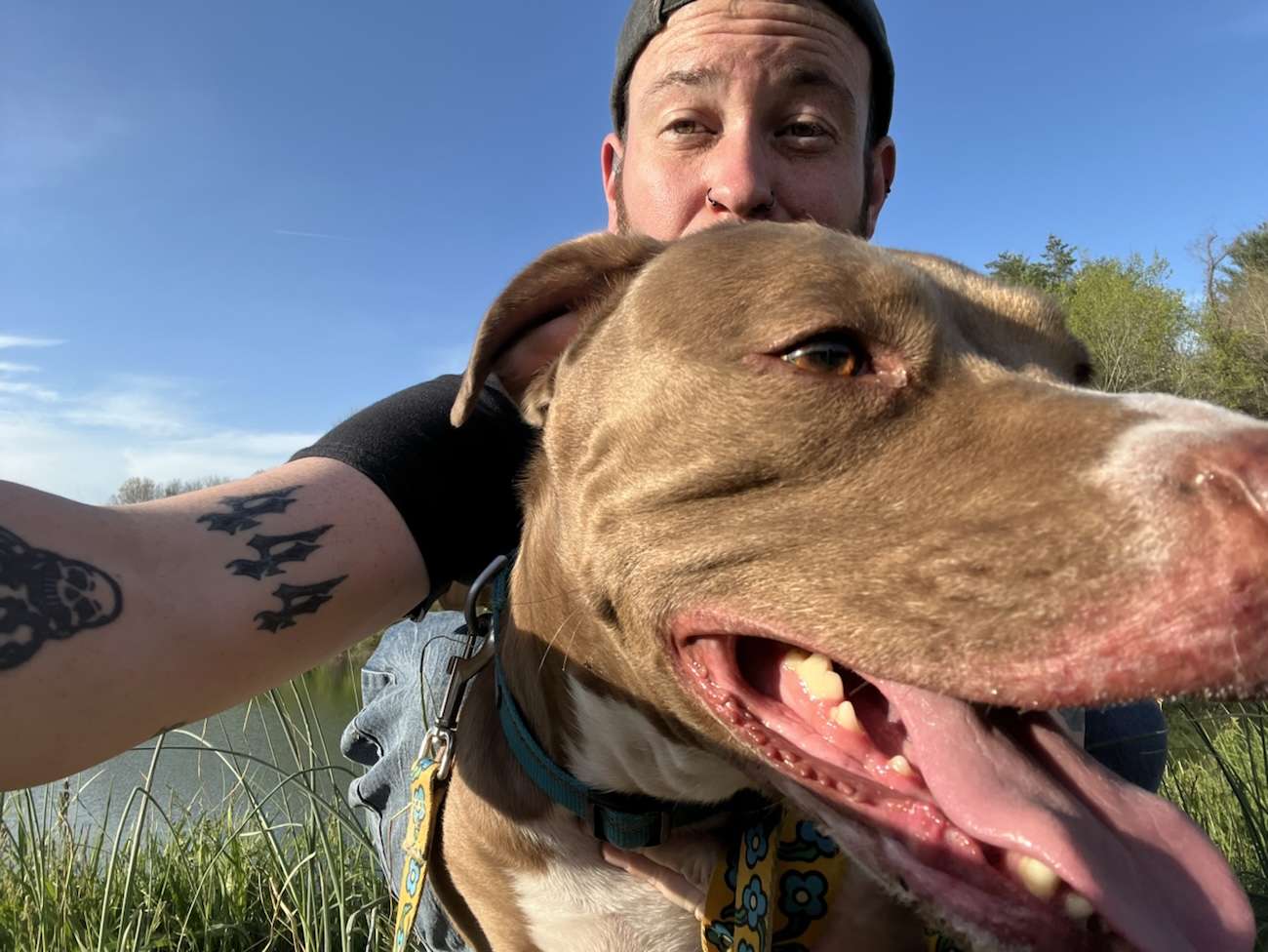 Caucasian man takes horizontal Selfie with brown and white pit bull terrier. Grass blue skies and lake in background