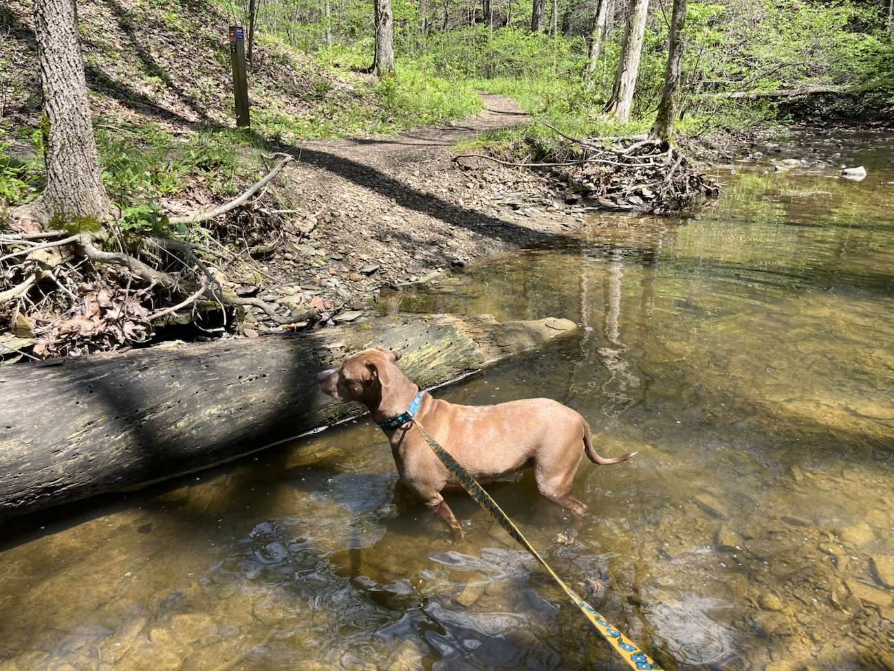 brown & white APBT stands in a shallow stream at Spring Valley Nature Preserve in Granville Ohio in the spring sun