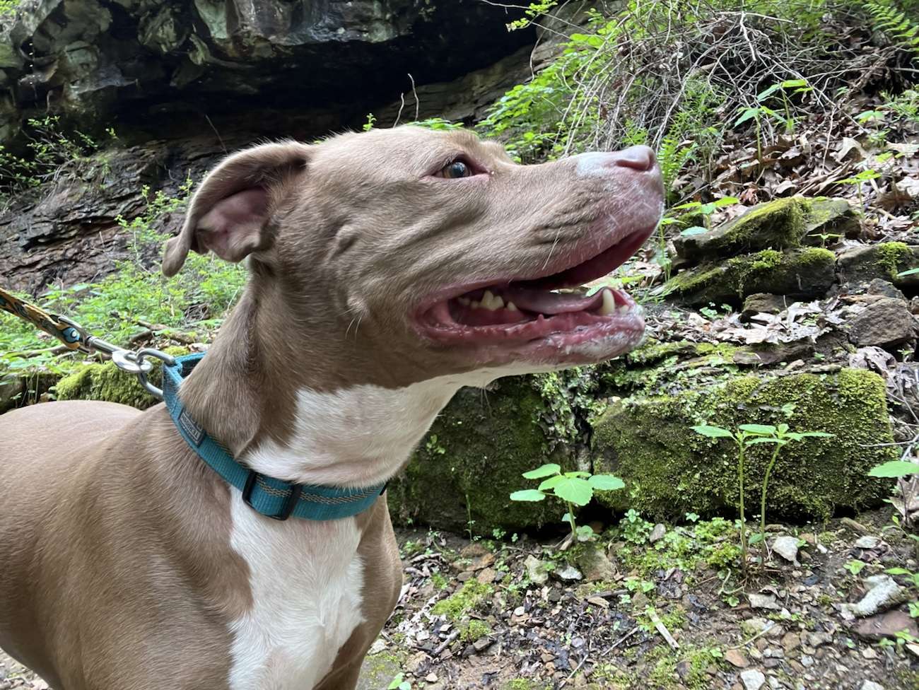 Hiking the Mineral Springs Trail at Raccoon Creek State Park, Pennsylvania