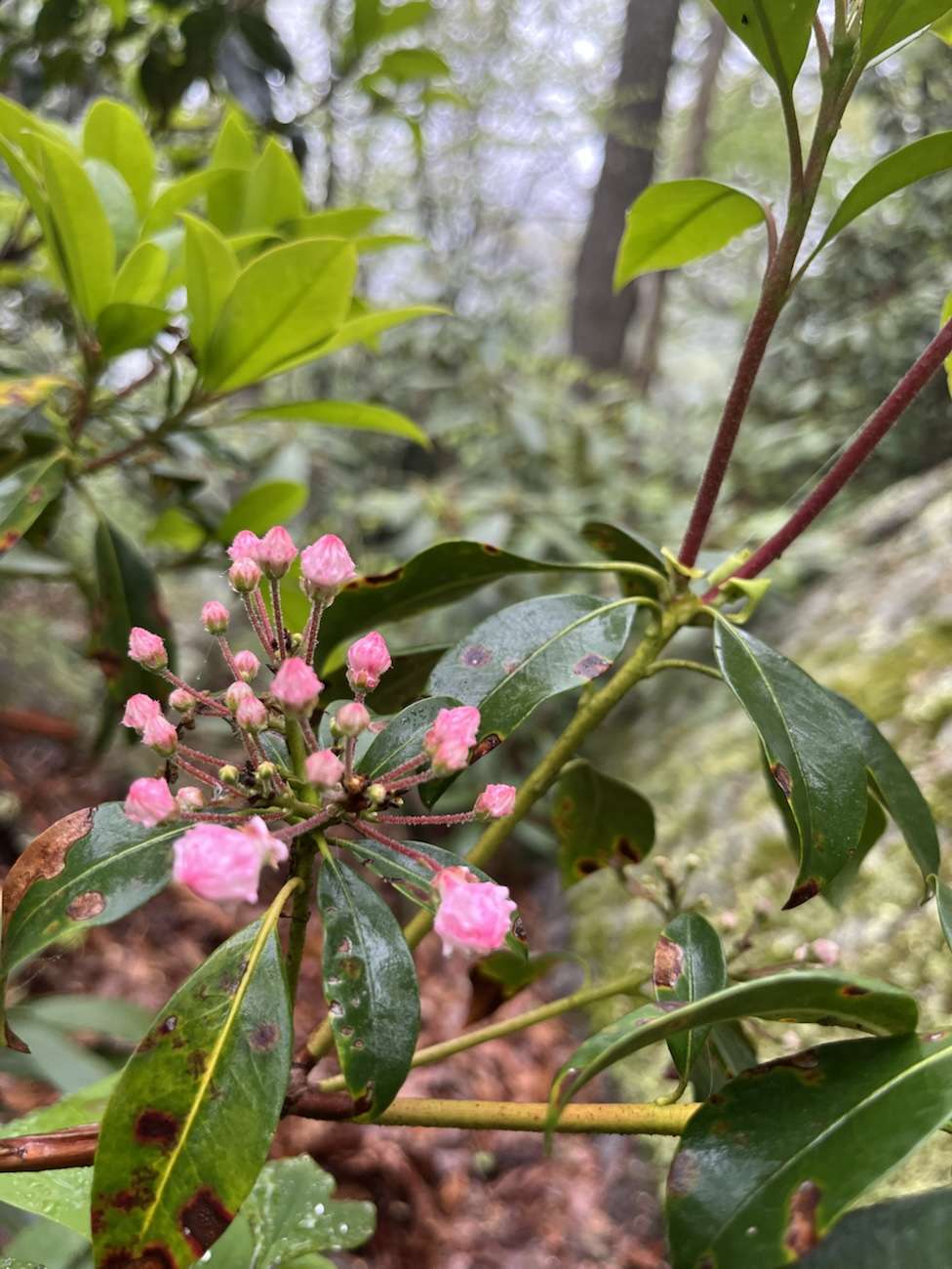 ⁠The Architecture of a Hike: Ohiopyle Recovery and Celebrations