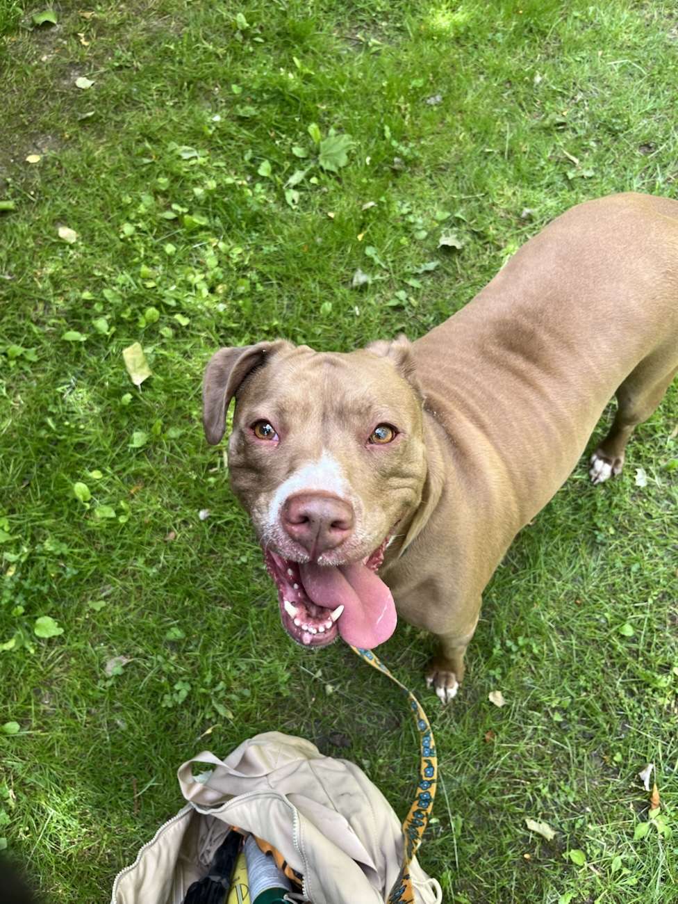 Luna a red and white pit bull smiling on trail at Dutch Fork Wetland in Ohio